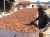 Ghana cocoa financing enjoys over-subscription